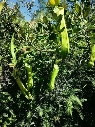 Nepenthes reinwardtiana