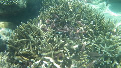 Sargocentron diadema