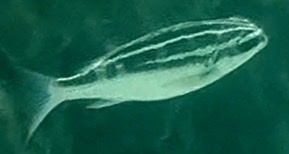 Scolopsis lineata