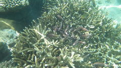 Sargocentron diadema