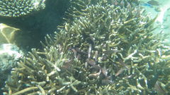 Sargocentron diadema
