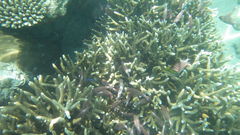 Sargocentron diadema