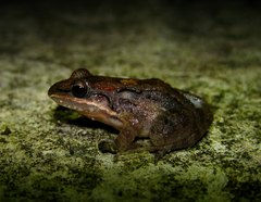 Leptodactylus fragilis