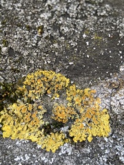 Xanthoria parietina