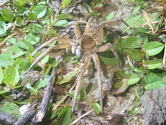 Pavocosa