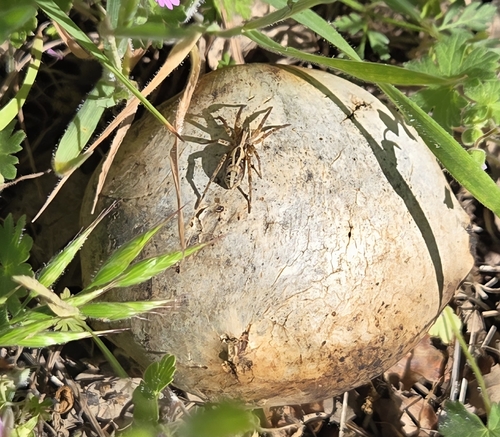 iNaturalist observation photo of McCook's Split Wolf Spider