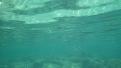 Sepioteuthis lessoniana