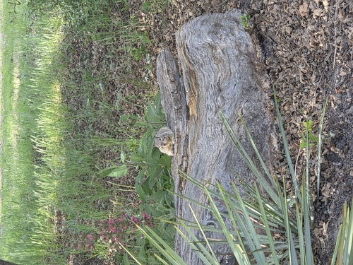 iNaturalist observation photo of California Ground Squirrel