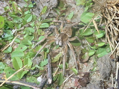 Pavocosa