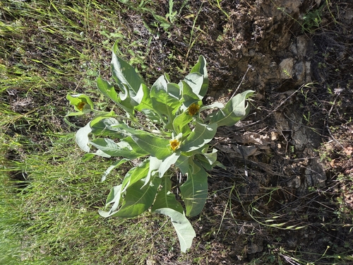 iNaturalist observation photo of smooth mule-ears