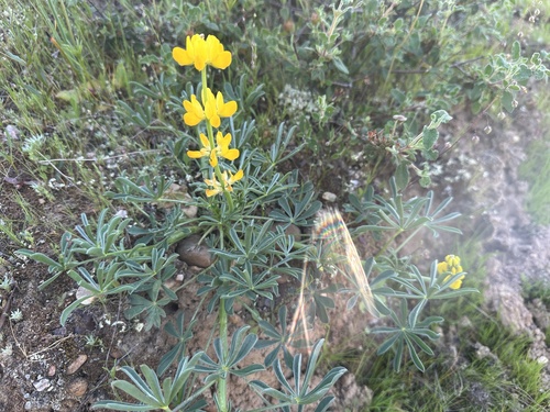 European yellow lupine (Lupinus luteus)