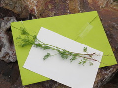 Spermolepis lateriflora