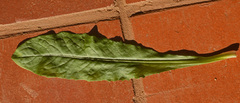 Lactuca