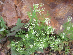 Spermolepis lateriflora