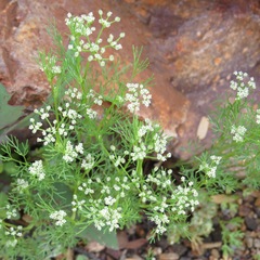 Spermolepis lateriflora