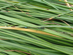 Ischnura gemina
