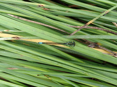 Ischnura gemina