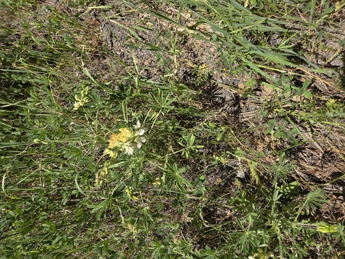 iNaturalist observation photo of chick lupine