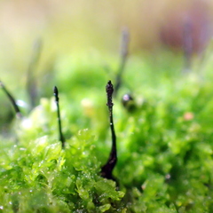 Lamproderma columbinum