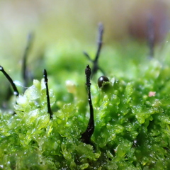 Lamproderma columbinum