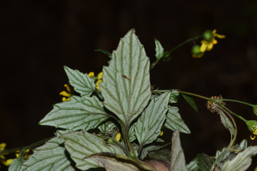 Image of Senecio bombayensis by no rights reserved