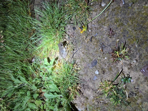 iNaturalist observation photo of Pacific chorus frog