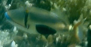 Rhinecanthus verrucosus