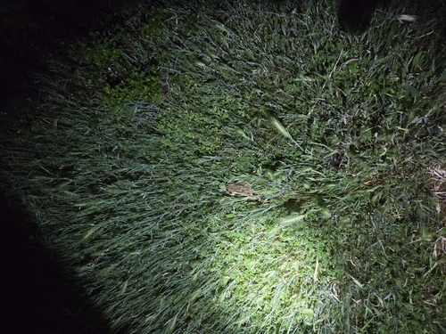 iNaturalist observation photo of Western Toad
