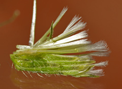 Lactuca
