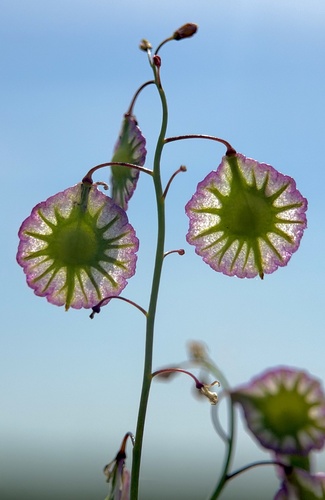 Ribbed Fringepod (Thysanocarpus radians)