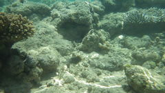 Sufflamen chrysopterum