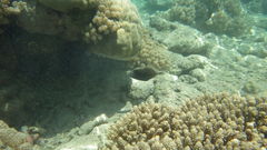 Sufflamen chrysopterum