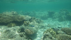 Thalassoma hebraicum