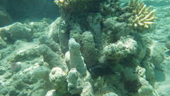 Sufflamen chrysopterum