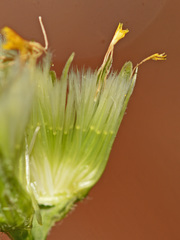 Lactuca