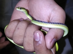 Dendrelaphis subocularis