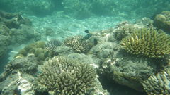 Thalassoma hebraicum