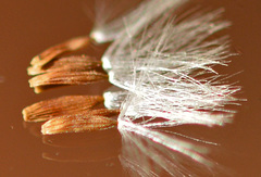 Lactuca