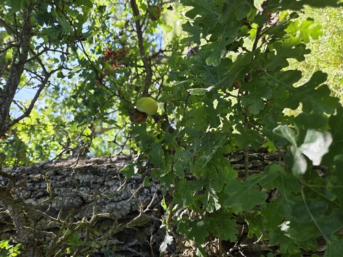 iNaturalist observation photo of California Gall Wasp