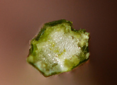 Lactuca