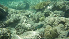 Thalassoma hebraicum