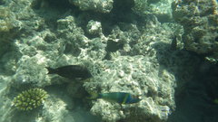 Thalassoma hebraicum