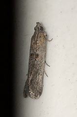 Caristanius decoloralis