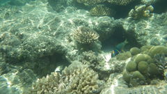 Thalassoma hebraicum