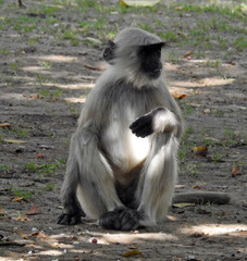 Semnopithecus entellus