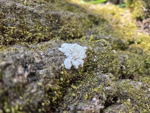 iNaturalist observation photo of Zoned Dust Lichen