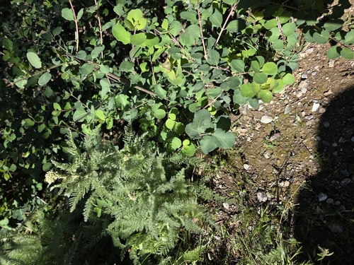iNaturalist observation photo of Common Snowberry