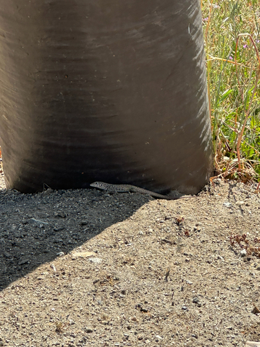 iNaturalist observation photo of Western Whiptail