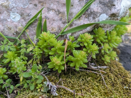 Sedum litoreum, photograph 6