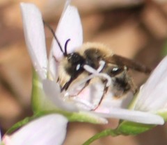 Andrena erigeniae